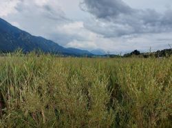 Kaernten 2024 004