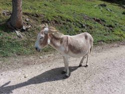 Suedtirol 2024 012'